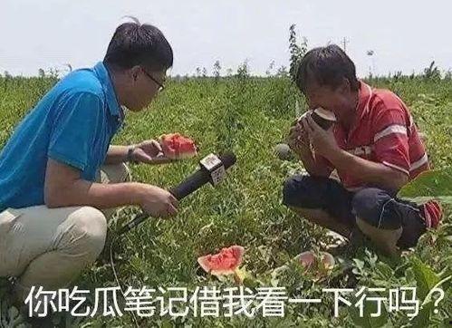 娱乐吃瓜场,揭秘明星幕后故事，吃瓜群众狂欢盛宴