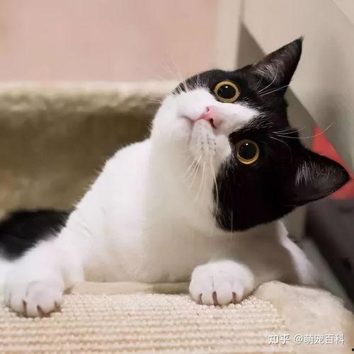 娱乐吃瓜酱奶牛猫,揭秘娱乐圈的萌宠生活