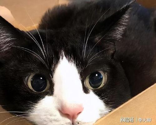 娱乐吃瓜酱奶牛猫,揭秘娱乐圈的萌宠生活