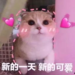 羊了个羊娱乐吃瓜,娱乐吃瓜，揭秘网络爆款游戏背后的故事