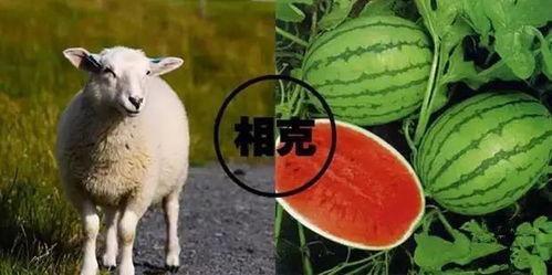 羊了个羊娱乐吃瓜,娱乐吃瓜，揭秘网络爆款游戏背后的故事