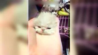 呆妹娱乐吃瓜视频,揭秘娱乐圈幕后故事