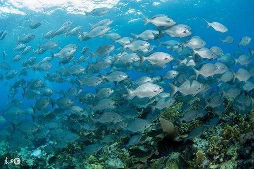 深海娱乐吃瓜,揭秘娱乐圈的“吃瓜”风云