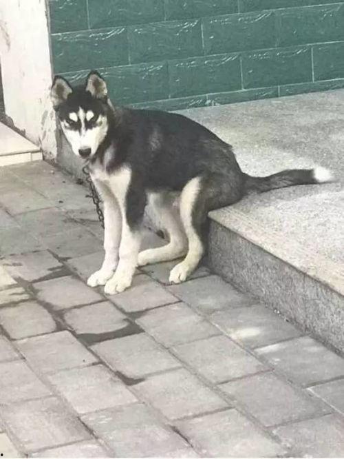 要哈士奇大腚娱乐吃瓜酱,吃瓜酱带你领略萌宠界的欢乐盛宴