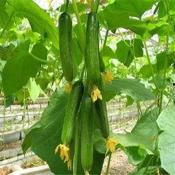 51娱乐网红吃瓜,揭秘娱乐圈幕后真相