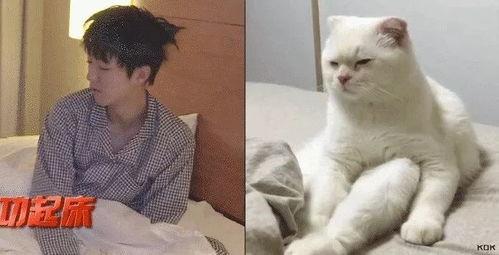 吃瓜娱乐的喵哥是谁啊视频